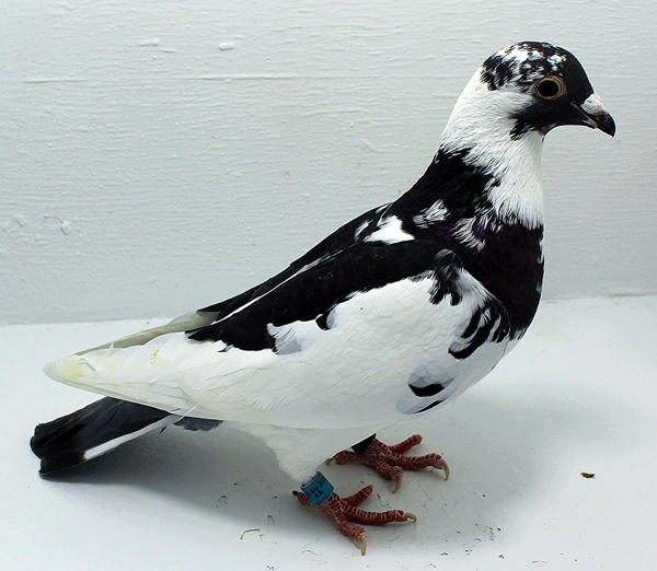 Band: AU 41467 AA 2025